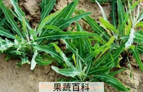 野苦菜的功效与作用