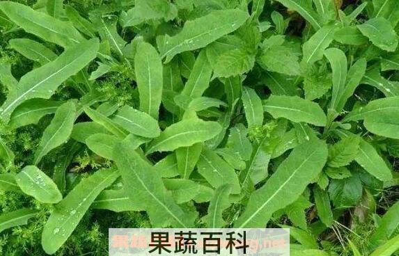 野苦菜的功效与作用