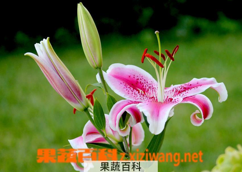 果蔬百科香水百合的繁殖方法