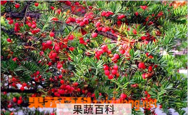 果蔬百科红豆杉的养殖方法和注意事项
