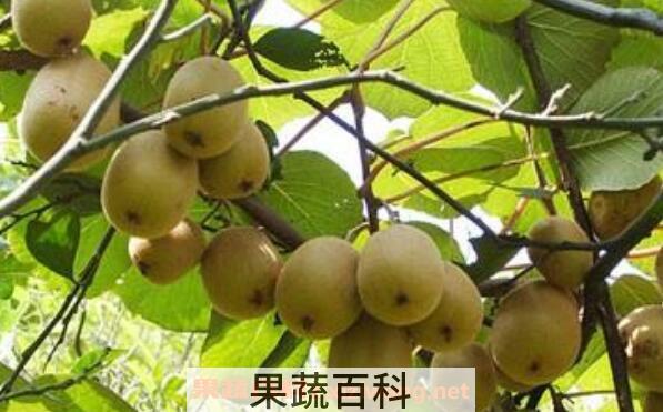 佳沛金果的功效和作用