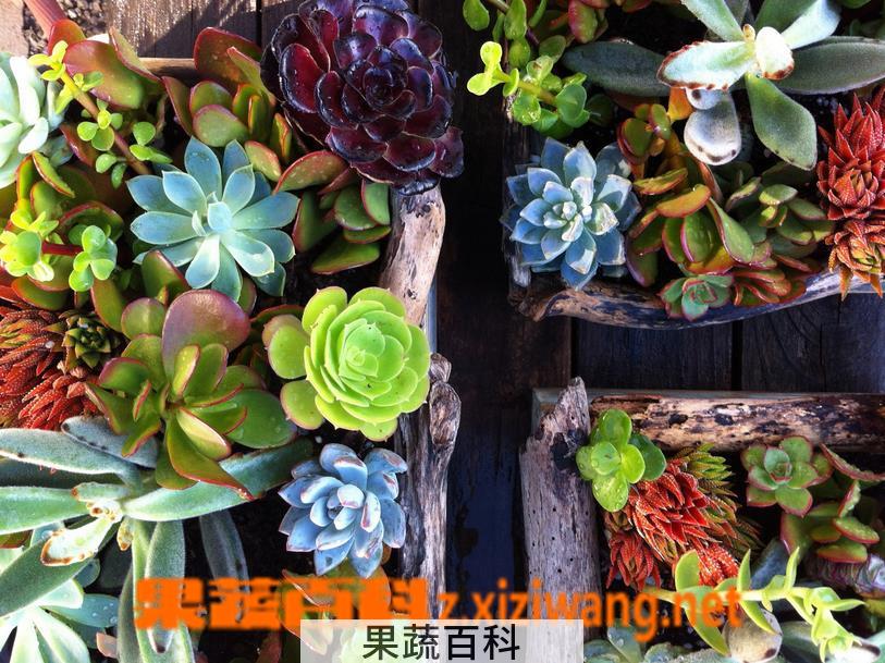 果蔬百科多肉植物种植知识之初级配土方法
