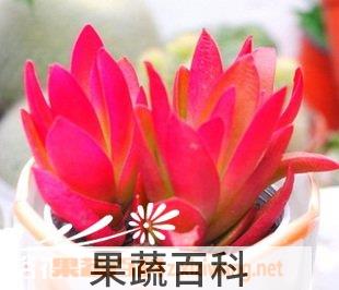 果蔬百科多肉植物种植知识之初级配土方法