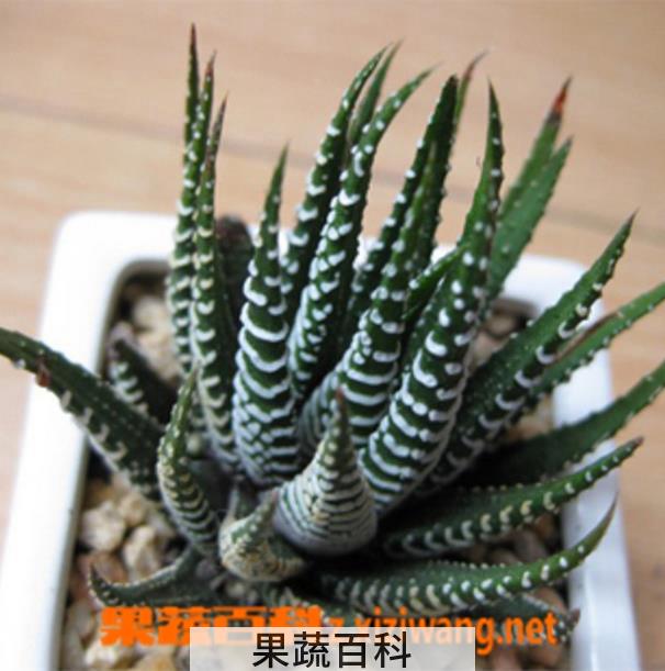 果蔬百科条纹十二卷怎么养肥