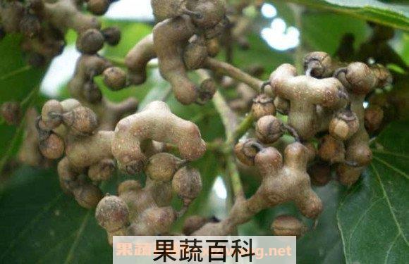鸡瓜梨