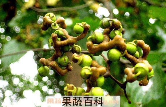 鸡瓜梨