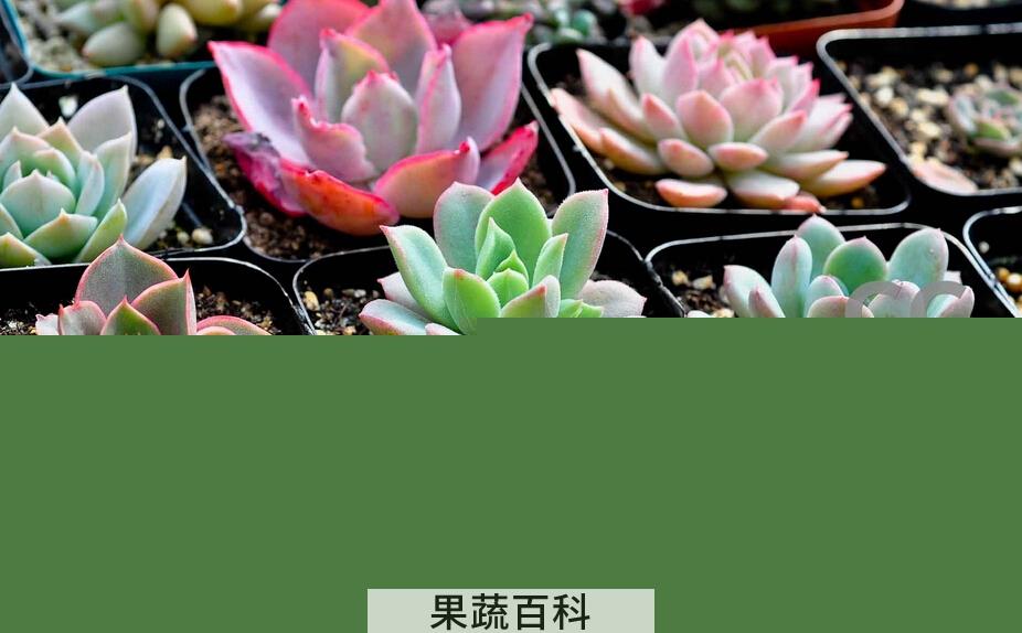 果蔬百科多肉植物该如何养护