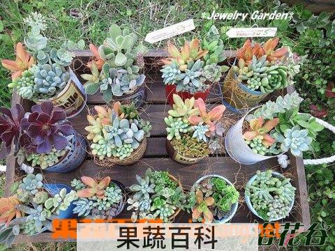 果蔬百科多肉植物的养殖方法(新手入门)