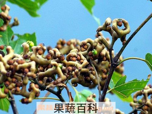鸡爪梨