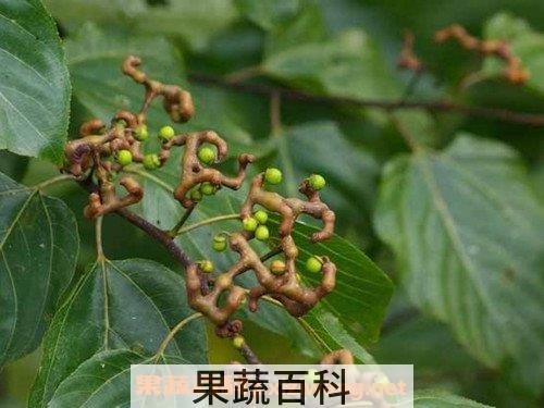 鸡爪梨
