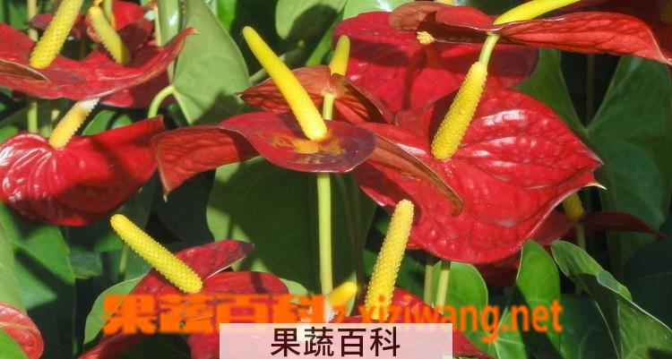 果蔬百科家庭红掌的养殖方法