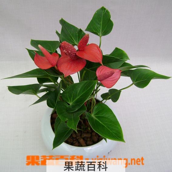 果蔬百科养殖红掌的温度要求