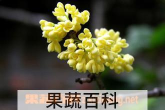果蔬百科盆栽桂花的养殖方法
