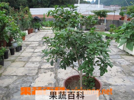 果蔬百科盆栽桂花的养殖方法