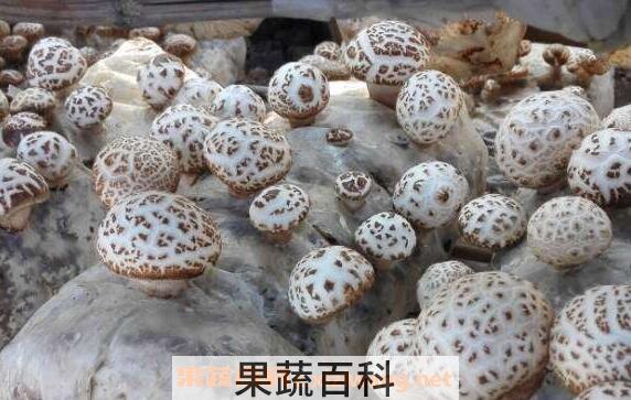 野生香菌的功效和作用