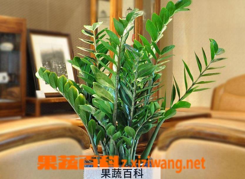 果蔬百科盆栽金钱树的养殖方法
