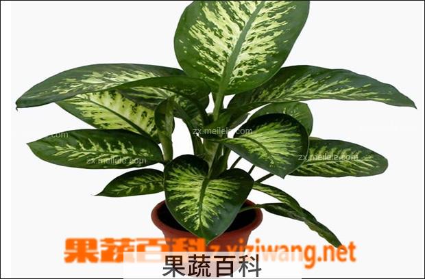 果蔬百科