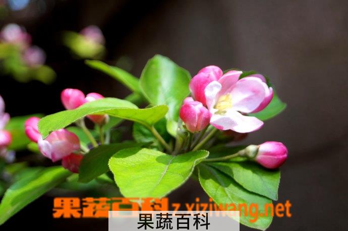 果蔬百科大海棠树的养殖方法