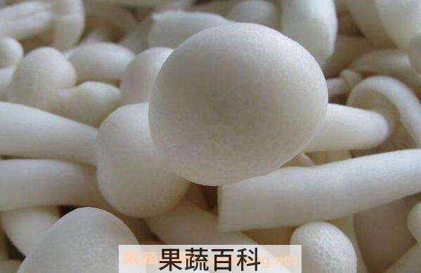 白菌的功效与作用 白菌的营养价值