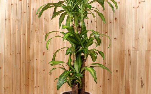 巴西木的养殖养护方法视频 巴西木的养殖养护方法?