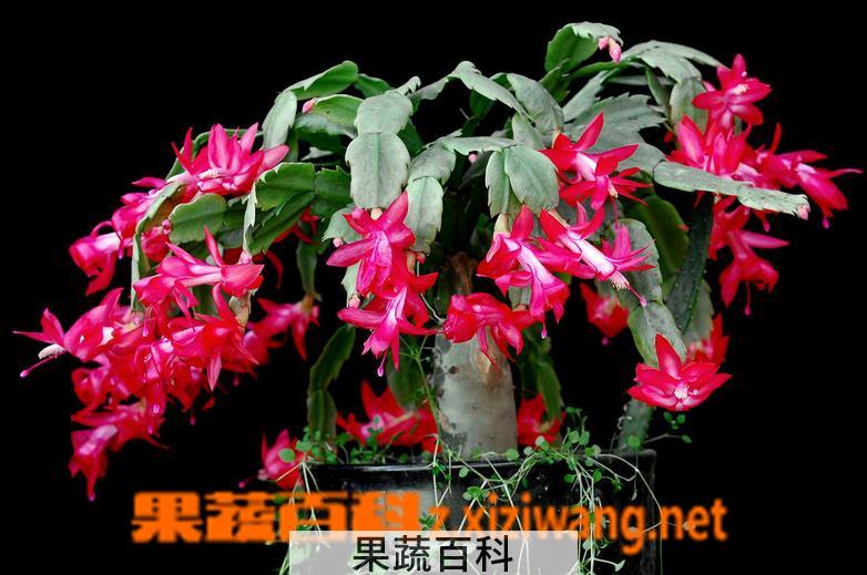 果蔬百科蟹爪兰夏天的养殖方法
