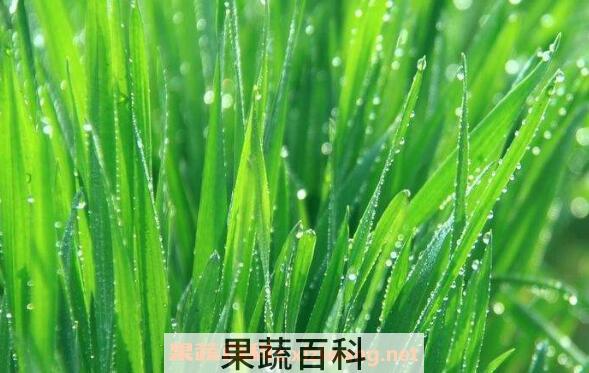 大麦苗和小麦苗的区别 吃大麦苗的好处