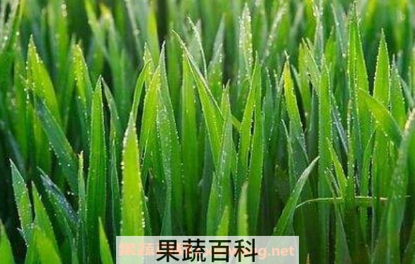 大麦苗和小麦苗的区别 吃大麦苗的好处