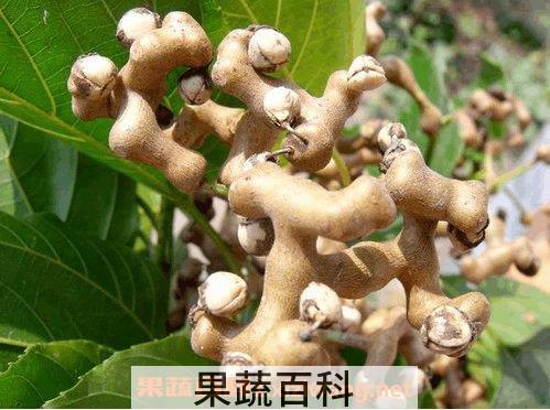 鸡爪梨树皮