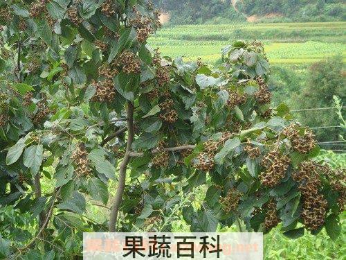 鸡爪梨树皮