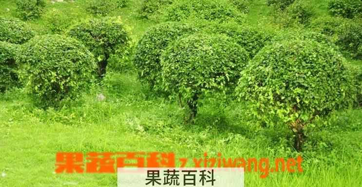 果蔬百科常绿灌木有哪些
