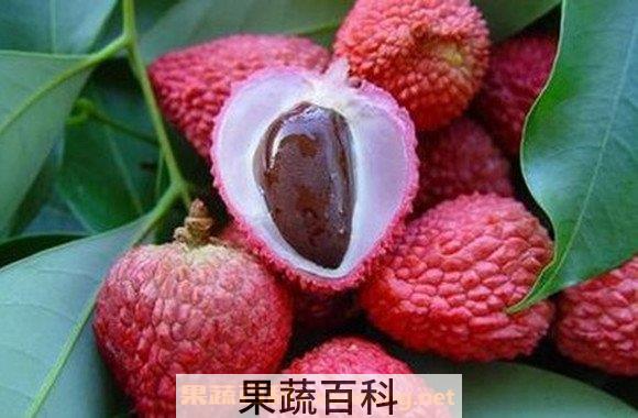 荔枝核