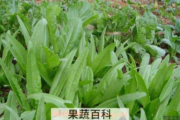 油麦菜