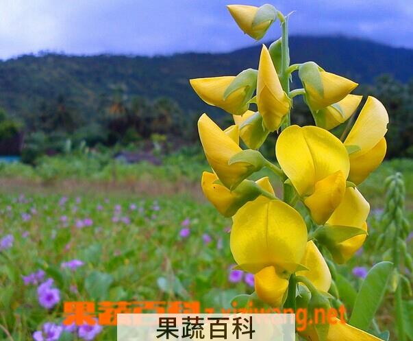 果蔬百科紫罗兰和金鱼草的区别