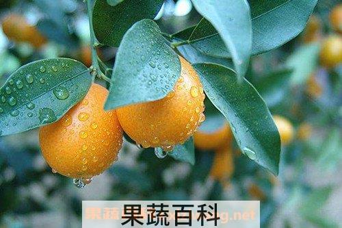 金桔