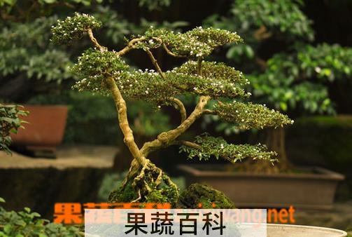 果蔬百科蓬莱松的养殖方法和注意事项