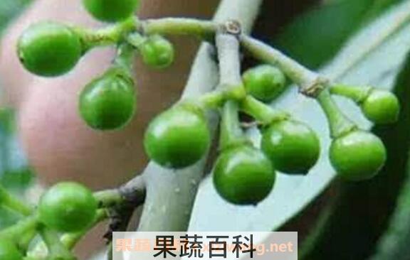 野椒子的功效与作用