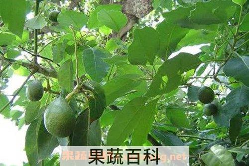 牛油果