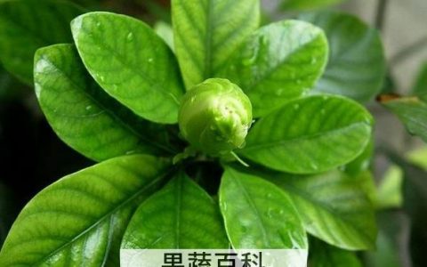栀子叶有什么功效作用 栀子叶的功效与作用及食用方法