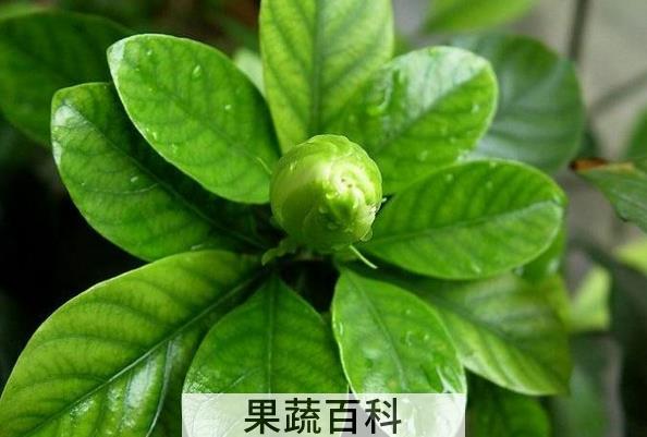 果蔬百科栀子叶的功效与作用