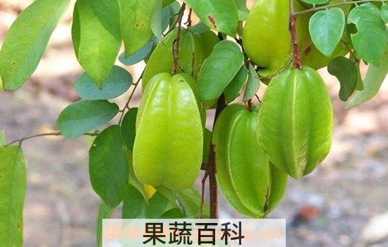 酸杨桃根