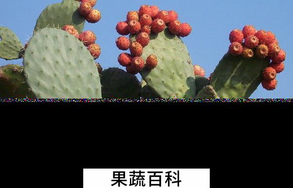 果蔬百科仙人掌能吃吗