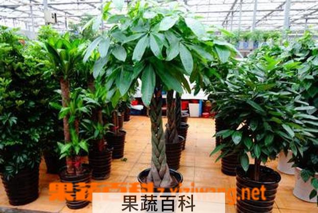 果蔬百科大叶伞的养殖方法