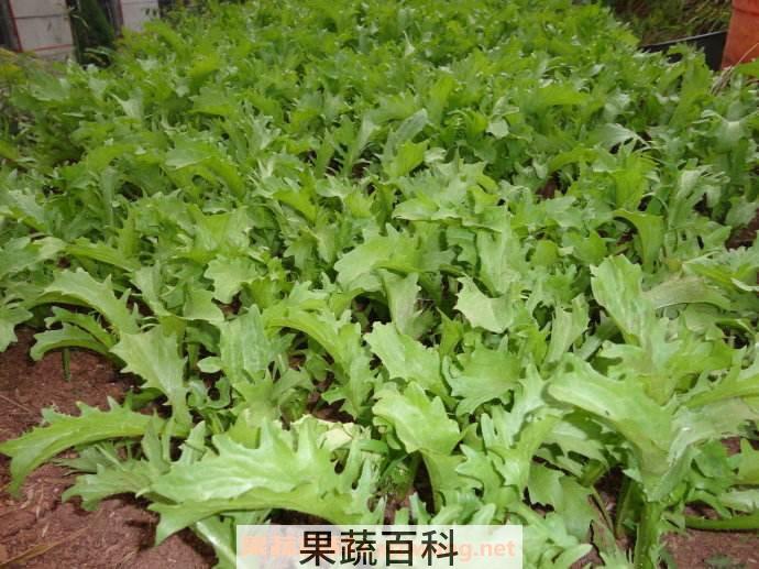 苦菊