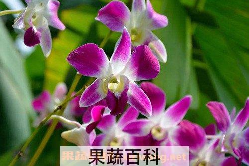 石斛兰