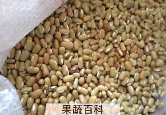 爬豆