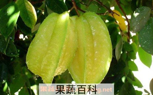 酸杨桃
