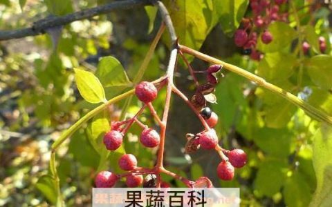 野花椒的功效与作用,野花椒的副作用 野花椒的功效与作用及禁忌