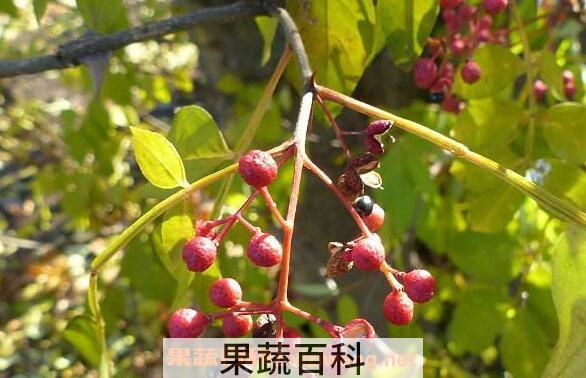 野花椒的功效与作用 野花椒的药用价值