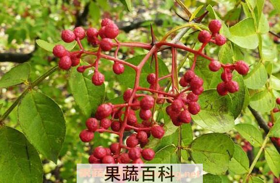 野花椒的功效与作用 野花椒的药用价值