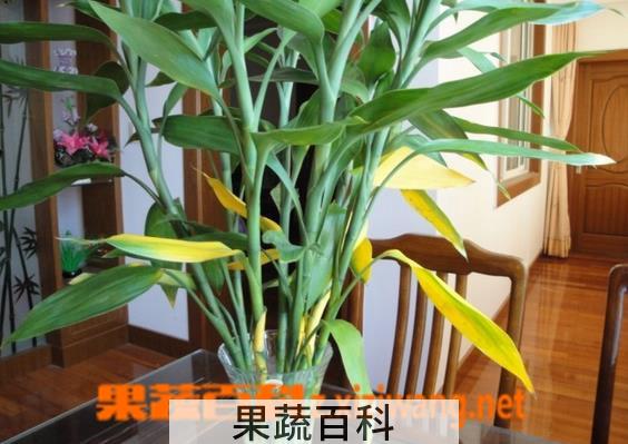 果蔬百科水养富贵竹叶片发黄的原因及处理方法